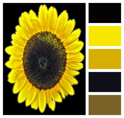 Isolated Sunflower Yellow Flower Image